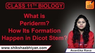 What is periderm How does periderm formation take place in dicot stem  11  ANATOMY OF FLOWE [upl. by Pudens]