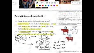 Incomplete Dominance amp Codominance Punnett Square Problems [upl. by Altis361]