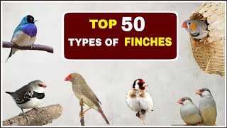 Top 50 Types of Finches  Finches and Names [upl. by Kee]