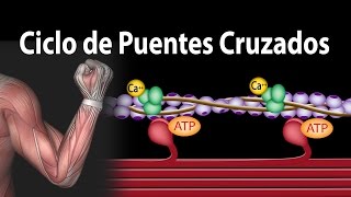 Contracción Muscular  Ciclo de Puentes Cruzados Alila Medical Media Español [upl. by Essilevi]