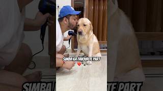 My Labrador Dog Loves Bath❤️🐾 vlog minivlog doglover ytshorts labradorretriever [upl. by Saile]