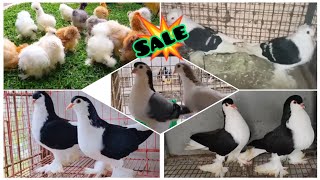 Fancy Kabootar Special  Fancy Pigeon Loft Indian Fantail  Kerala Fancy Kabootar [upl. by Kamal]