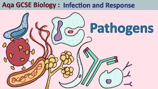 GCSE Biology  Health and Disease 33 [upl. by Daley]