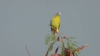 Yellowfooted green pigeon calling its flockmates [upl. by Rick]