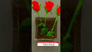 Rose Plant Propagation via Aloe Vera aloevera rose rosegarden easyway gardening satisfying [upl. by Ntsyrk]