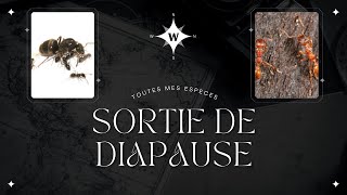 Sortie de diapause de toute mes espèces [upl. by Rutherfurd]