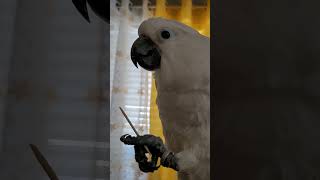 Cockatoo bird took a toothpick after mealcockatoos birds shortfeeds shorts [upl. by Garwood541]