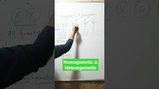 Homogametic amp Heterogametic [upl. by Kcirednek]