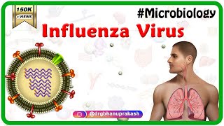 Influenza Virus Microbiology Animation [upl. by Atiluj625]