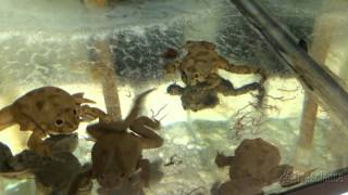 Endangered Titicaca Frogs Are Real Awkward When They Eat  Video [upl. by Ssidnac]