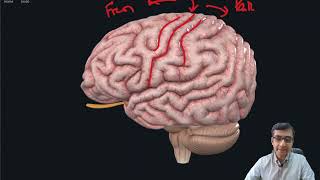 Cerebral Cortex Gross Anatomy External [upl. by Aihsot]