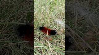 Banded woolly bear caterpillar [upl. by Esorrebma630]