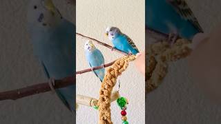 Cookie saw it too 😁😳😂birds budiges babyanimals parrot [upl. by Savannah]