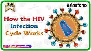 How the HIV Infection Cycle Works  Animated microbiology [upl. by Killy]