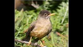 AVES DE CHILE  CANTOS 22 [upl. by Vincenty]