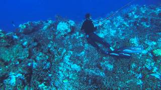 Spearfishing New Caledonia  Picot du large par Seb PEREZ  Extérieur Passe de Dumbéa [upl. by Eila425]