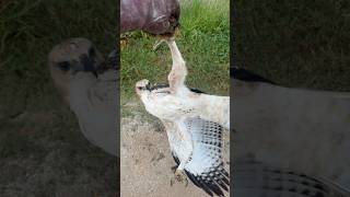 Hawk Eagle Try to catch it’s food hawkeagle shorts train shortvideo hawk goldeneagle [upl. by Alyek541]