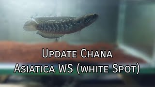 Update❗❗Kondisi Chana Asiatica WSwhite spot Masih Belum Juga Ada Mentalnya [upl. by Rachelle]