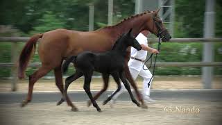 63 Nando Negro x Florencio hengstcolt 372018 zwart KWPN [upl. by Hunt]