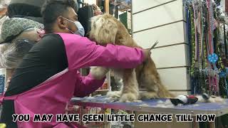 cocker spaniel grooming  matted dog transformation [upl. by Eetsirk]