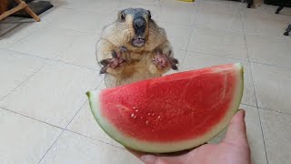 awesome sound when marmot eats watermelon [upl. by Anomas]