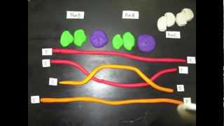 Homologous Recombination [upl. by Nenad]