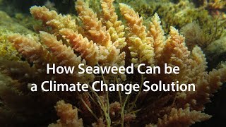 How Seaweed Can be a Climate Change Solution [upl. by Sokul]