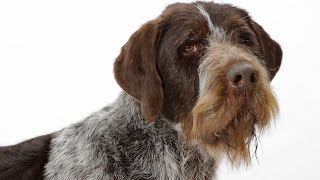 German Wirehaired Pointer [upl. by Corson957]