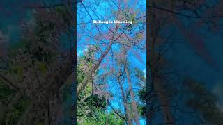 Cherry Blossom🌸🌸🌸 minivlog meghalaya shillong shorts reels love travel trending [upl. by Urson997]