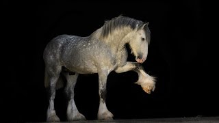 Amazing Horse  Shire Horse Breed [upl. by Cynarra]