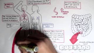 Mucosal Immunity Overview [upl. by Wamsley210]