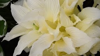 How to Plant White Feather Hosta Plant in the Garden [upl. by Mccormac]