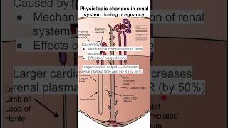 Physiologic changes in renal system during pregnancy [upl. by Cox]