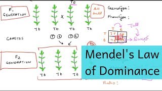 Mendel’s Law of Dominance – Mendel’s Laws of Inheritance Part I [upl. by Kelsi]