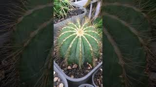 Notocactus Magnificus cactus notocactus [upl. by Aicnatsnoc299]