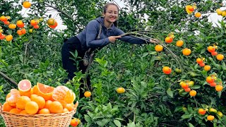 Harvest orange gardens to go to the market to sell cook and grill fish [upl. by Kynan]