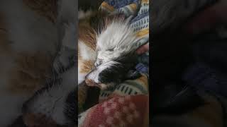 Does your cat snore Nelix the calico cat loves her naps [upl. by Bekaj]