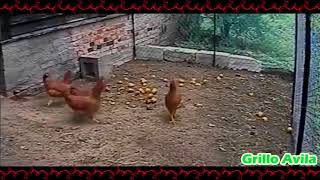 Perro Salva a Gallinas de Inminente Ataque de un Zorro [upl. by Aikin]