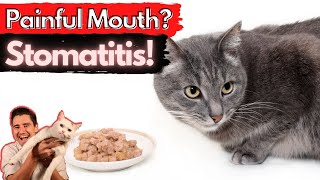 Stomatitis in the Cat Painful and inflamed mouth Dr Dan explains How to treat and fix stomatitis [upl. by Eartha]