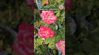 buy rose plant from plant nursery kolkata all india home delivery [upl. by Hakan442]