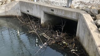 UNCLOGGING BEAVER DAM UNDER BRIDGE Beaver Dam Removal [upl. by Toll]