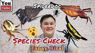 SPECIES CHECK Mga Gagamba at Insekto sa Tanay Rizal SpiderHunt [upl. by Evilc]