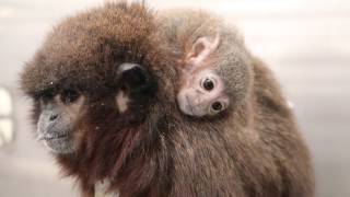 Titi Monkey Callicebus cupreus Colony at the California National Primate Research Center [upl. by Jessamine828]