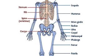 SKELETON  MOVEMENT AND LOCOMOTIONmyclassroomwithPremaMaam [upl. by Chappelka]