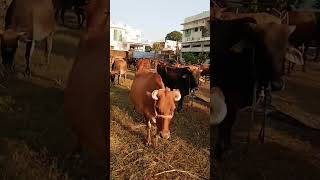 Flute tune of cows short video [upl. by Greenlee]