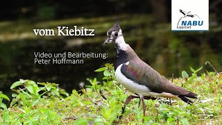 vom Kiebitz  Vogel des Jahres 2024 [upl. by Ahsekam]