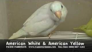 Pacific Parrotlet Breeder  Talking Parrotlets For Sale [upl. by Zaneta]