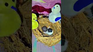 Bird Nest👍🏼youtube nest birdnest birfnestwithnariyal shorts craft birds [upl. by Houlberg]