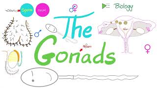 The Gonads Ovaries and Testes  Endocrine System  Biology Lecture Series [upl. by Nitneuq]