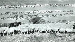 History of sheep herding in Colorado [upl. by Nela640]